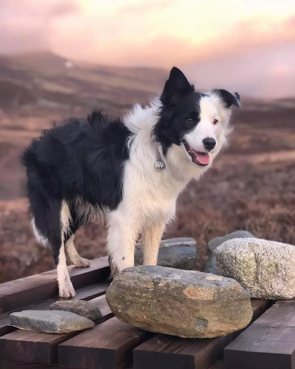 The Adventure Pups of Social Media