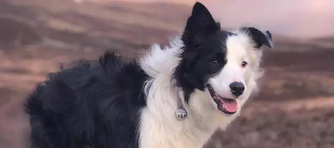 The Adventure Pups of Social Media