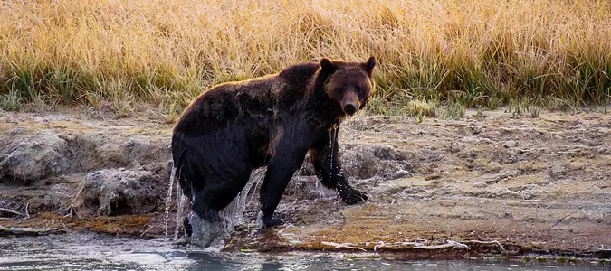 Yellowstone hiker survives bloody encounter with a bear, possibly a grizzly