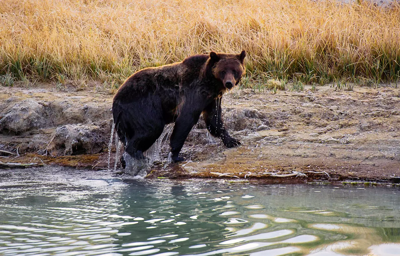 Yellowstone hiker survives bloody encounter with a bear, possibly a grizzly