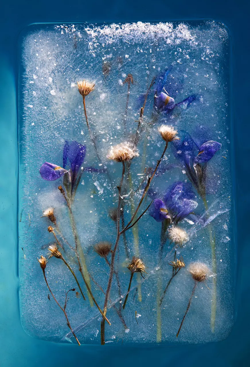 South African Flora Frozen in Ice