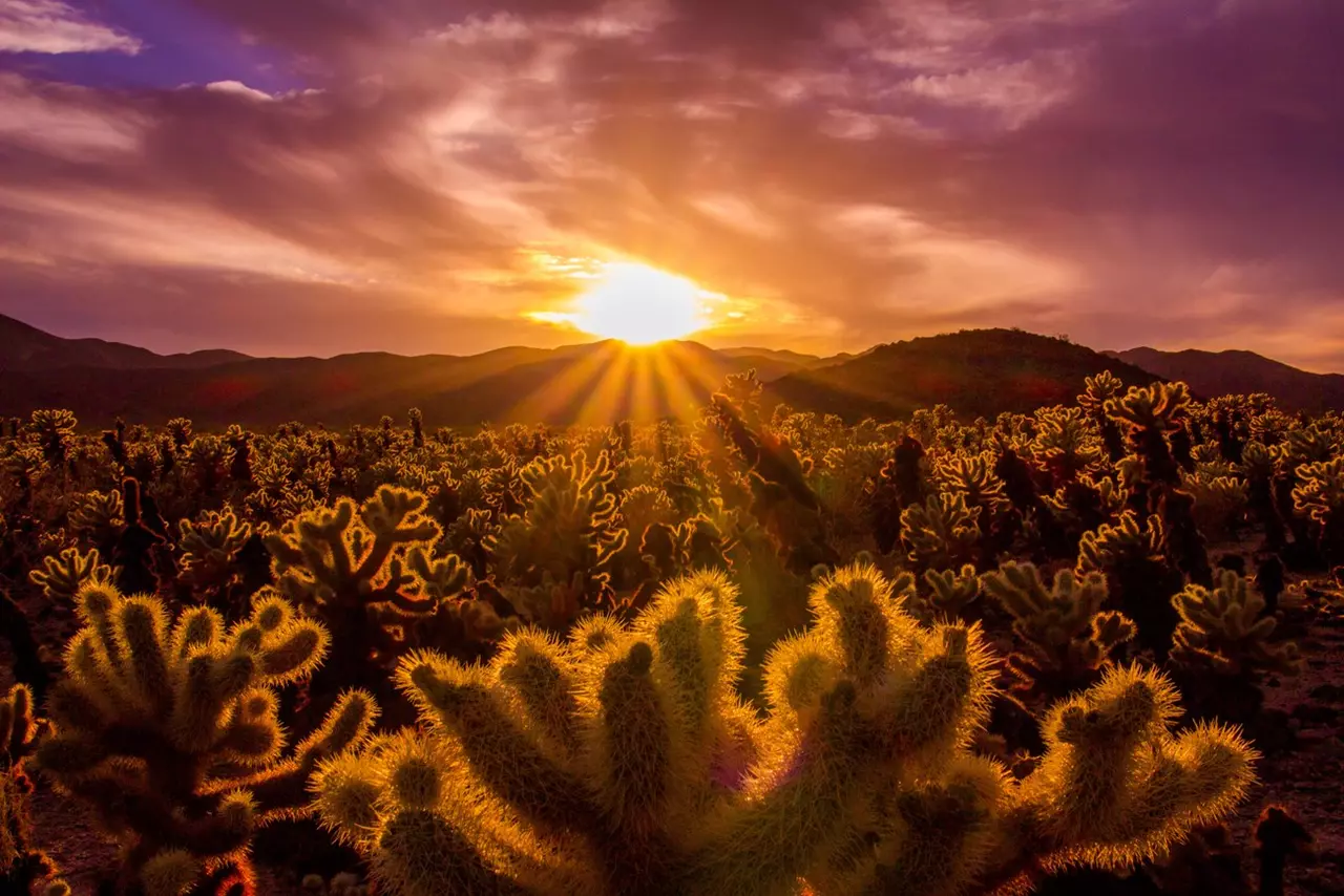 Explore the Scenic Nature of Joshua Tree National Park