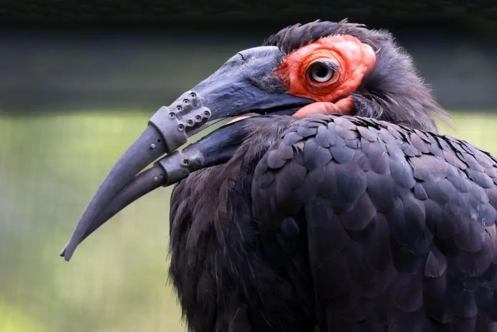 Injured hornbill gets prosthetic beak at Netherlands zoo