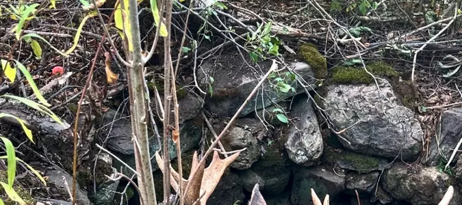 Maine wardens rescue moose trapped for hours in abandoned well