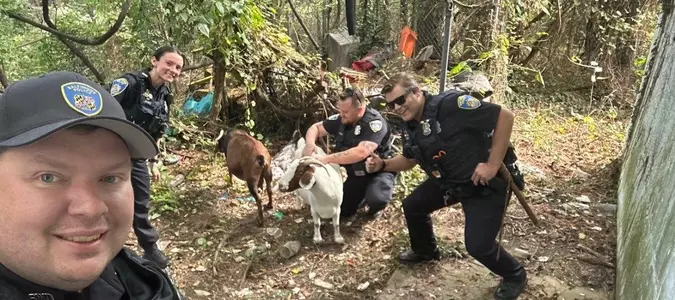 Herd of escaped goats munch on lawns in Baltimore neighborhood
