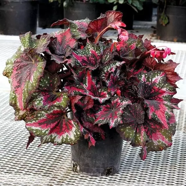 7 Beautiful Plants that Don't Produce Flowers