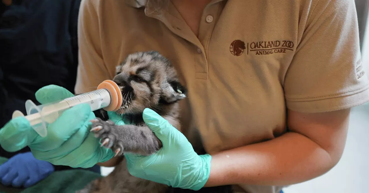 Baby mountain lion orphaned and left to starve in Southern California is rescued