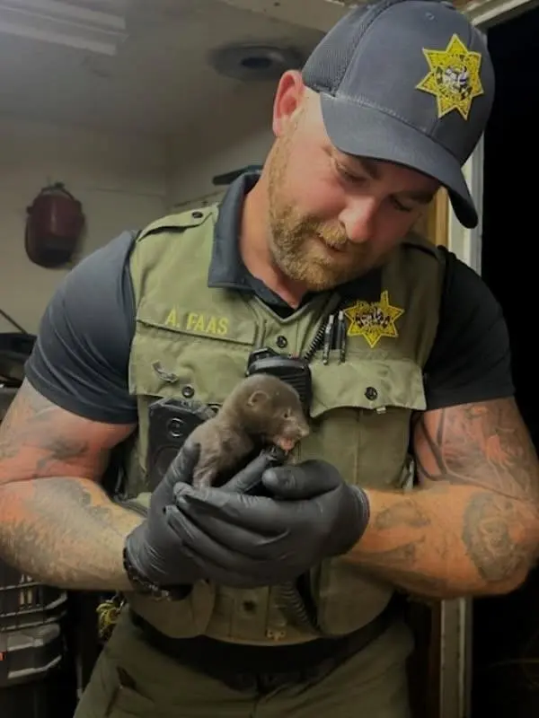'Baby otter' in California yard was a lost baby mink