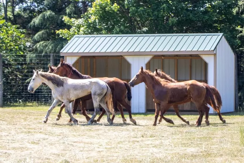 Nine wild mustangs captured in N.C., one remains on the loose