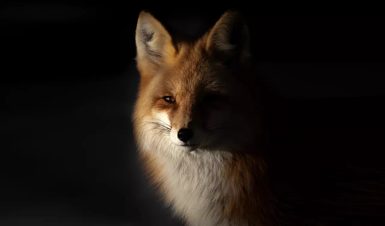 These Awesome Photos Aren’t from an Ordinary Wildlife Shoot