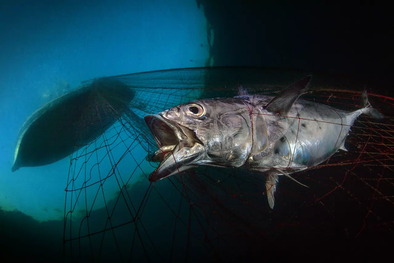 11 Spectacular Underwater Photographs