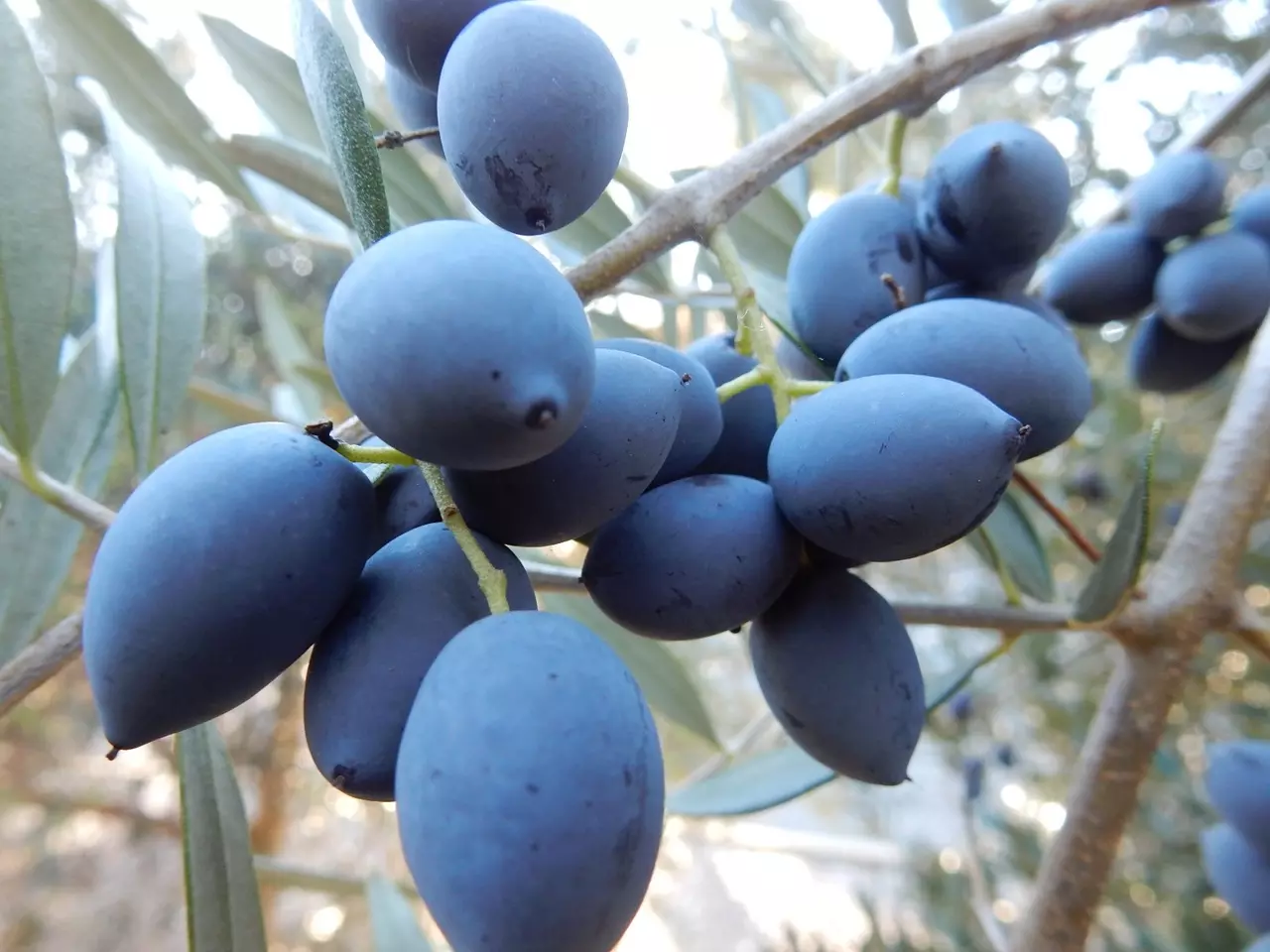 7 Blue Foods You've Probably Never Heard Of