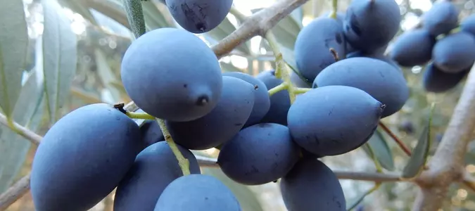 7 Blue Foods You've Probably Never Heard Of