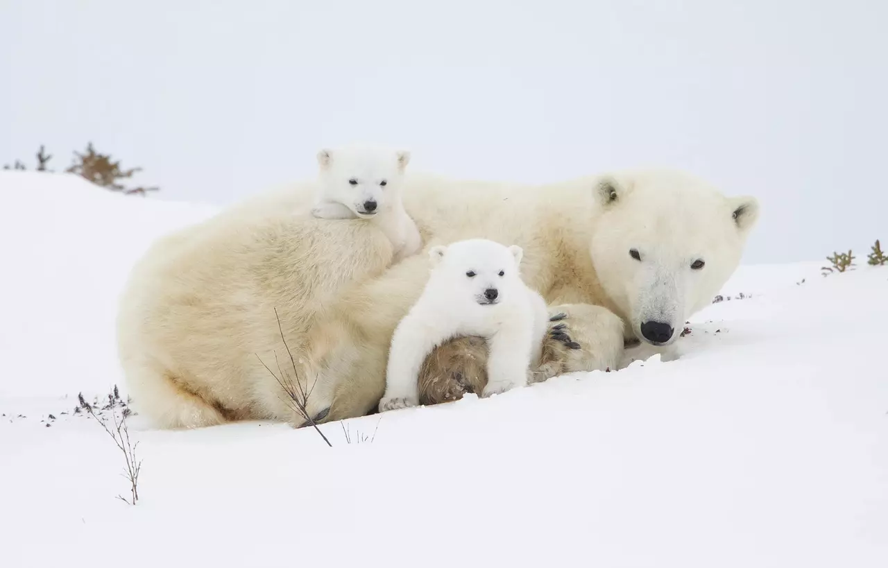 8 Adorable Photos of Polar Bears and Cubs