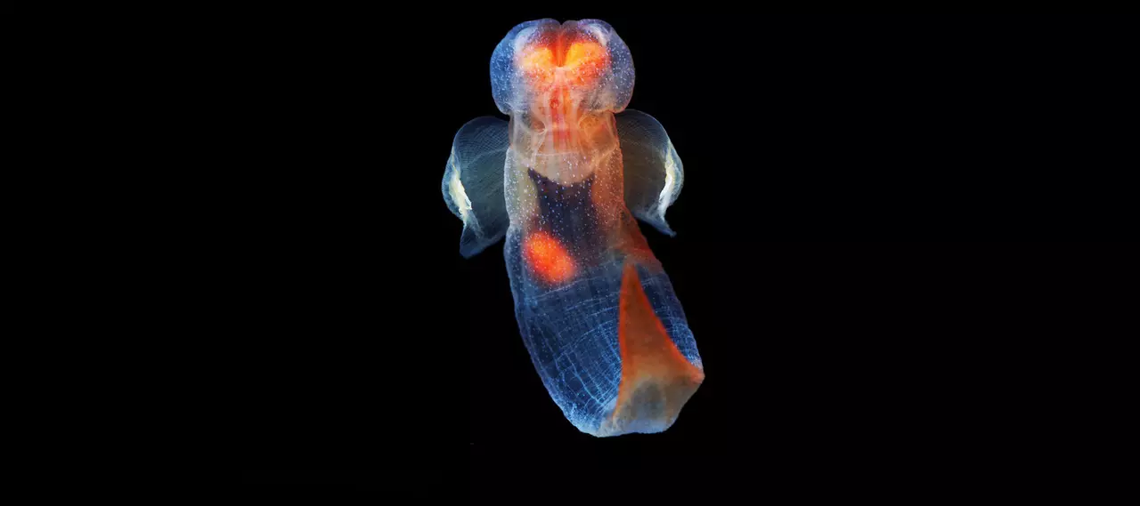 Amazing Real-Life Underwater Sea Creatures