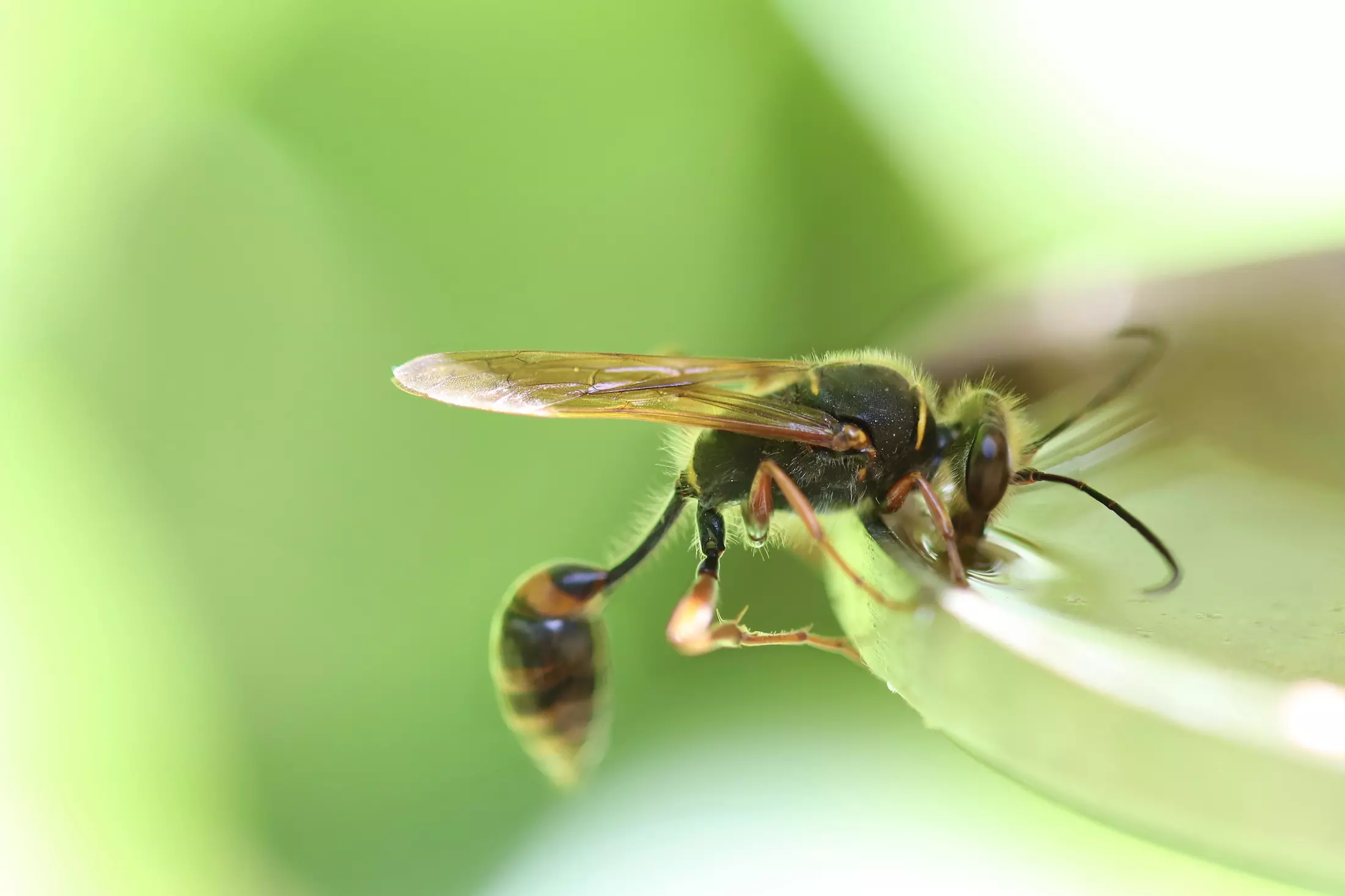 How to Keep Wasps Away from the Porch