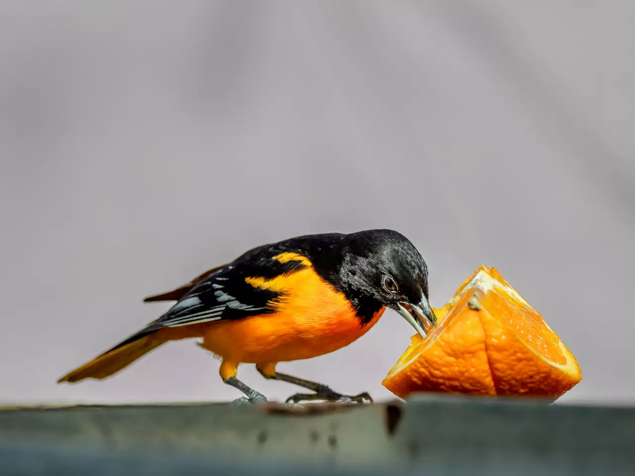 7 Backyard Birds and What They Like to Eat