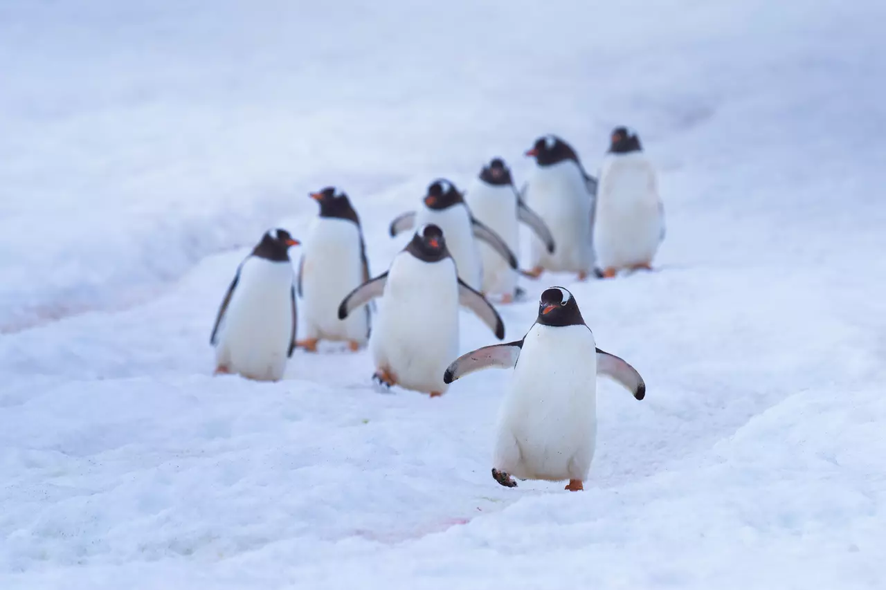 14 Cute Photos of Playful Penguins