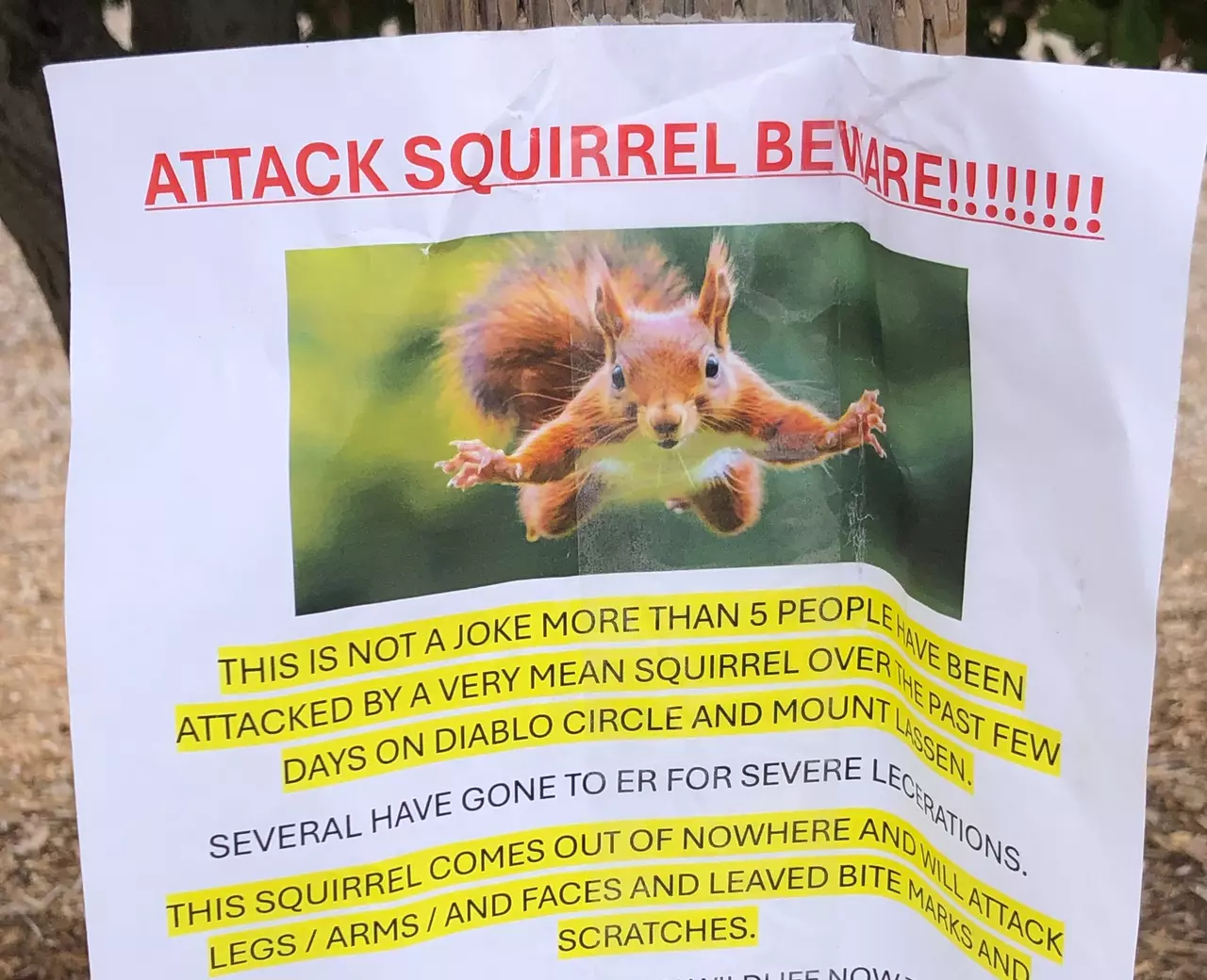 'Very mean squirrel' seeking food has sent at least 2 people to the ER in a California city