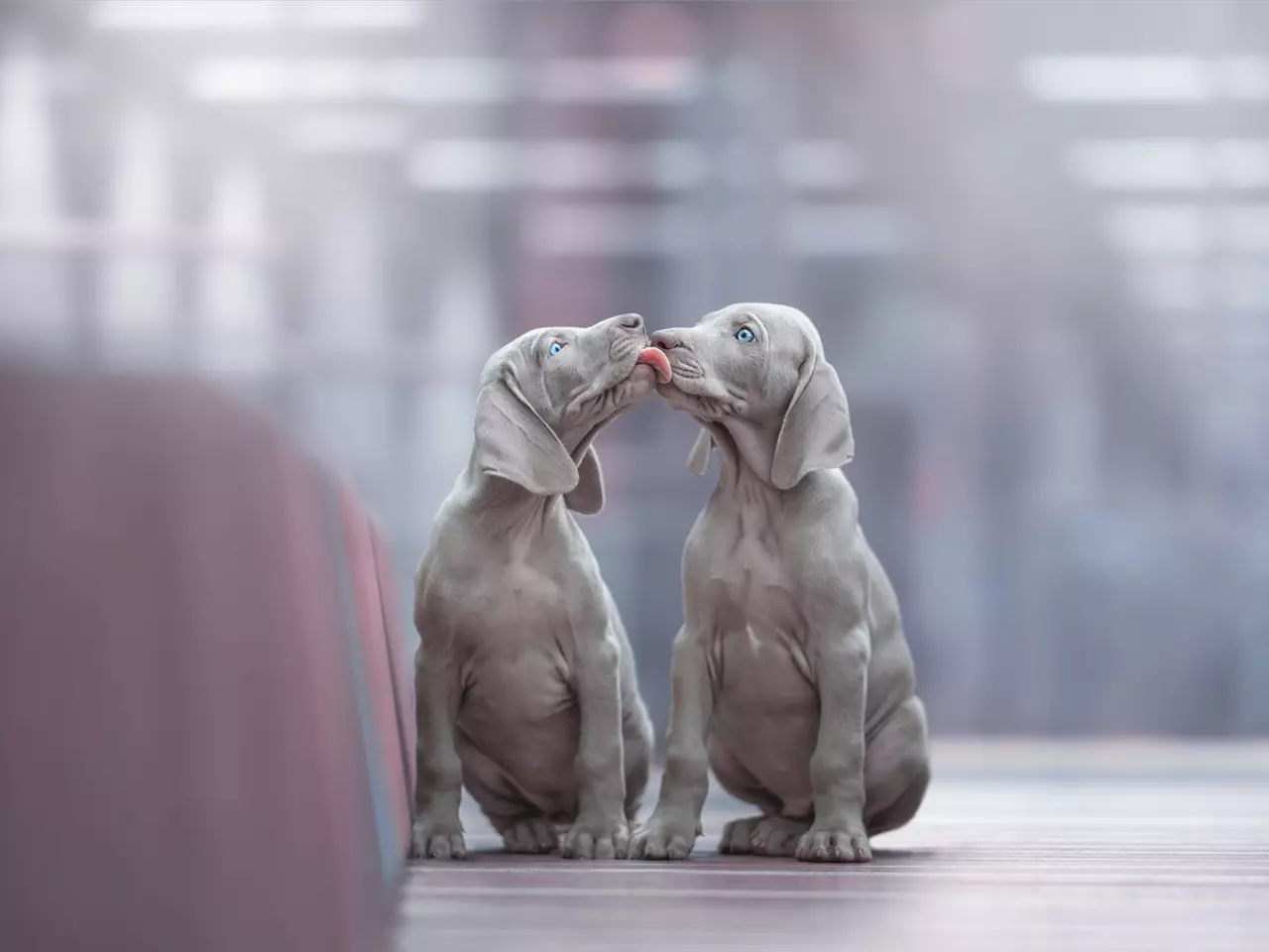 17 Heartwarming Pup Photos