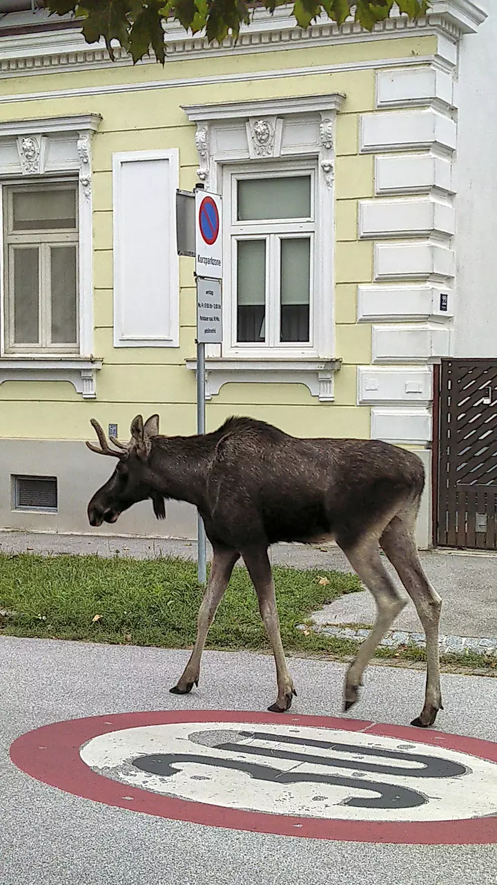 The adventures of Emil the moose keep a corner of Austria on its toes