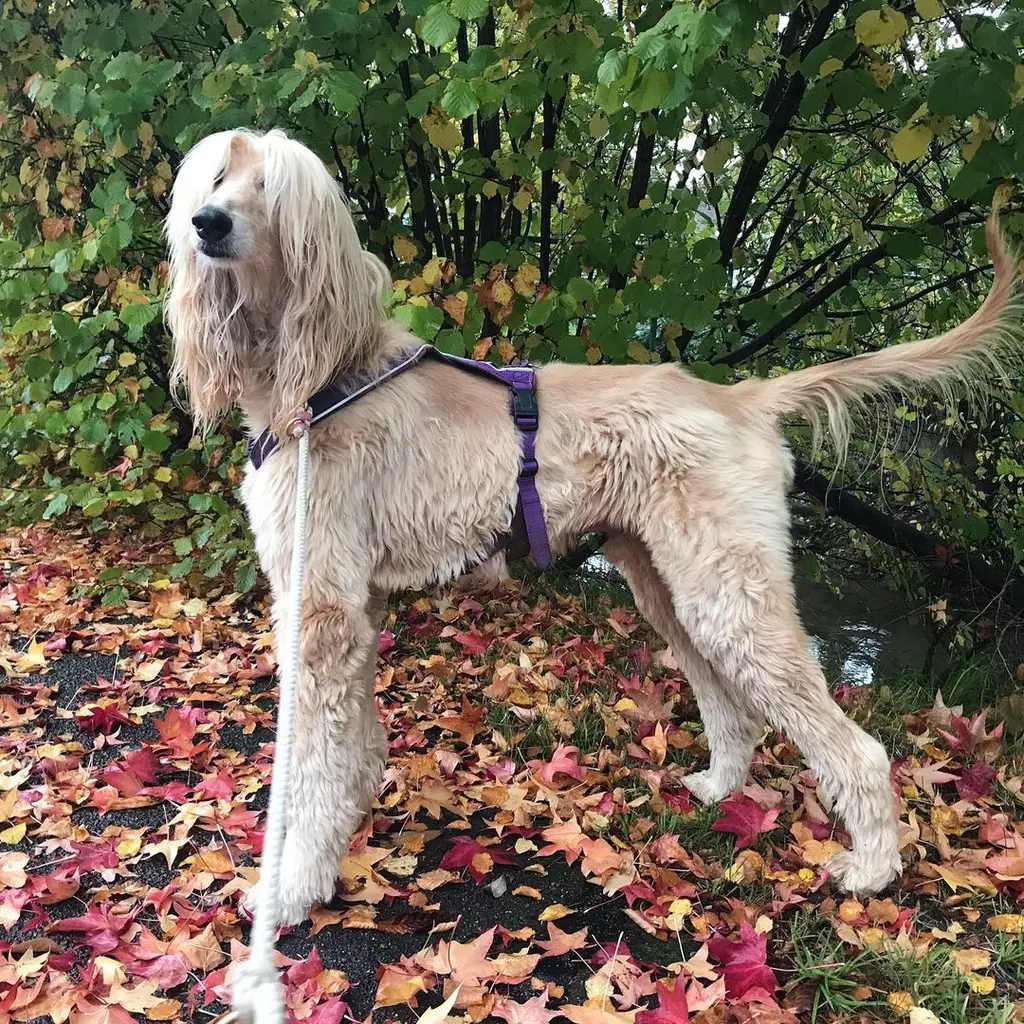21 of the Best Non-shedding Dog Breeds to Bring into Your Home