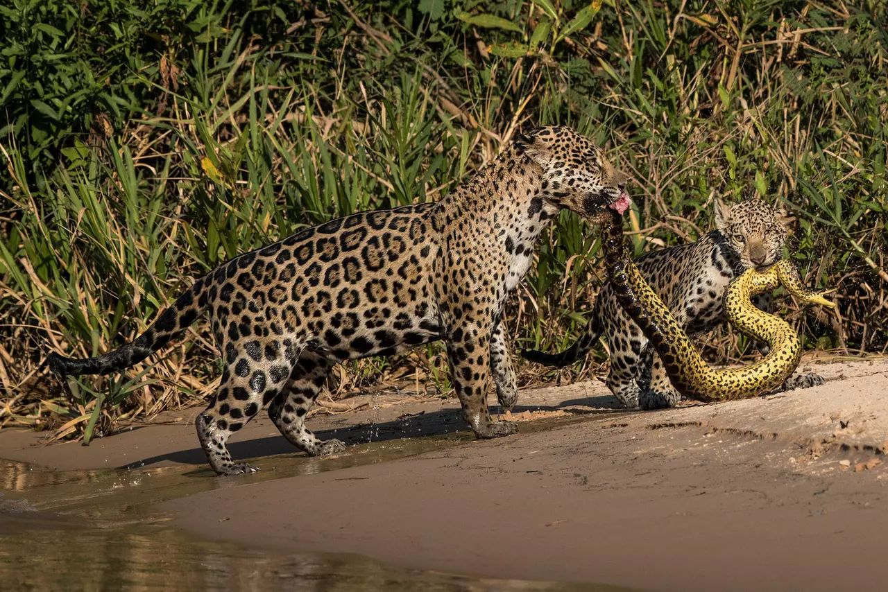 11 Awesome Animal Photographs