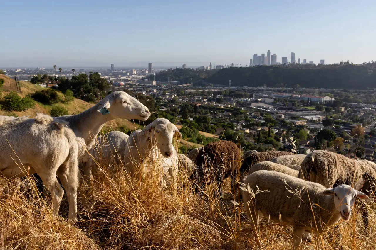 Commentary: Let livestock clear hard-to-reach shrubs and grasses before the next wildfire