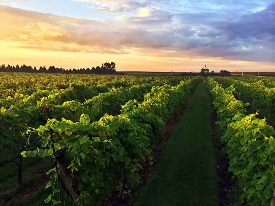 Where to Go Grape Stomping In the Fall