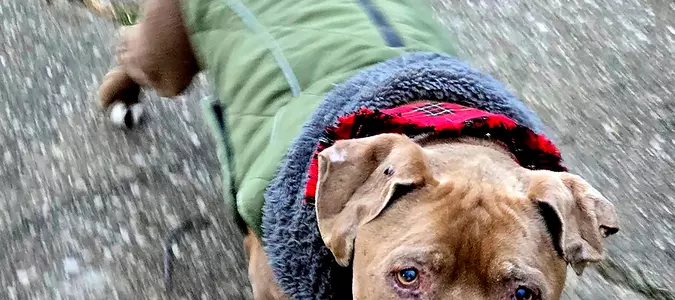 Jury convicts Michigan veterinarian of theft for refusing to return dog to homeless man
