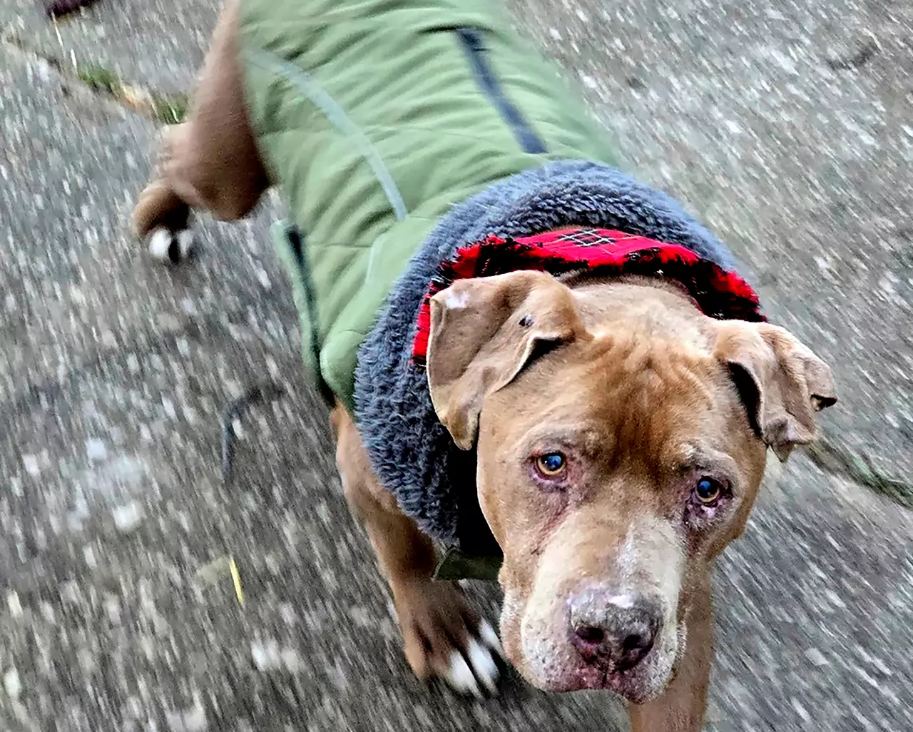 Jury convicts Michigan veterinarian of theft for refusing to return dog to homeless man