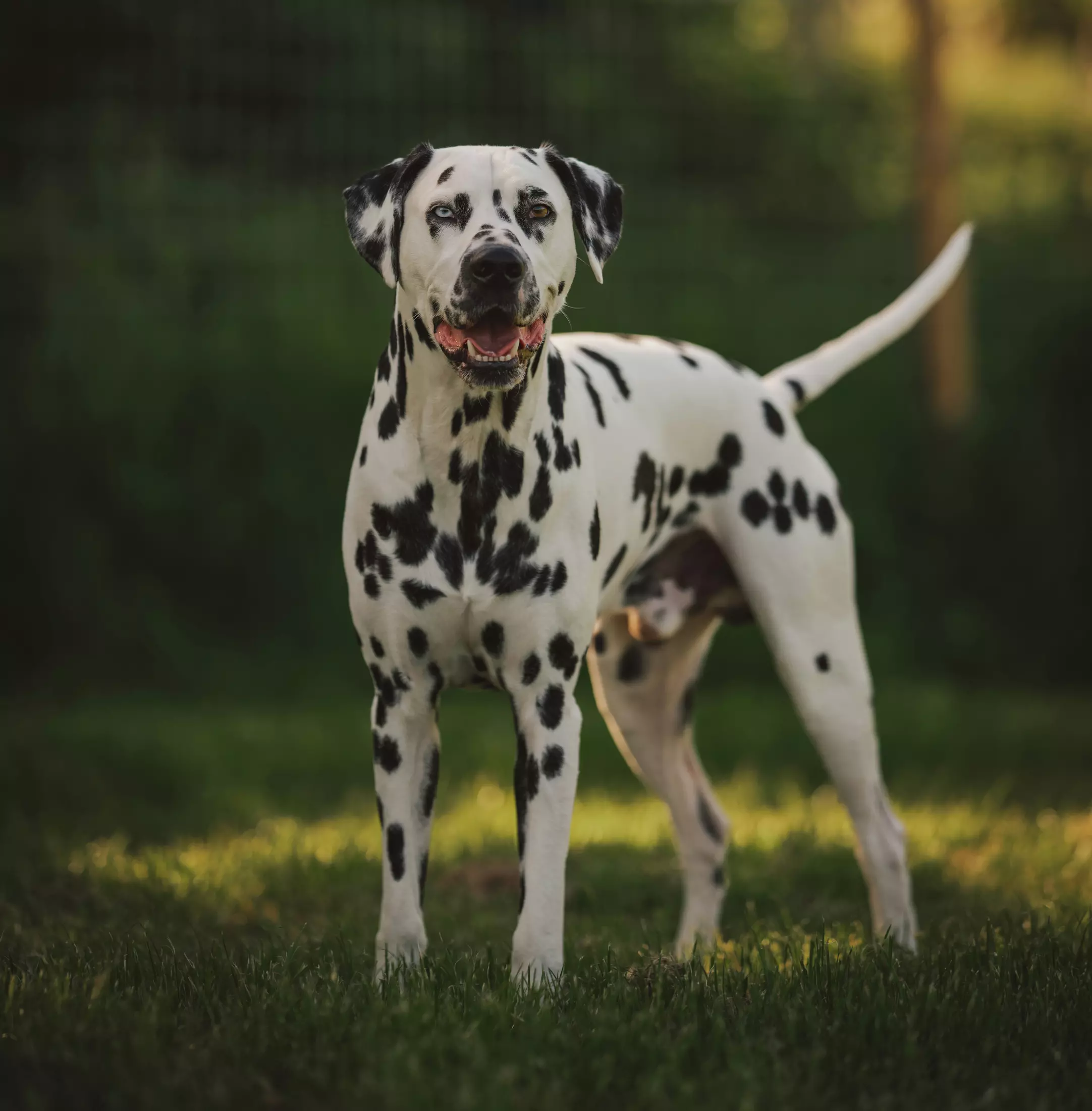 The 7 Official AKC Dog Breed Groups