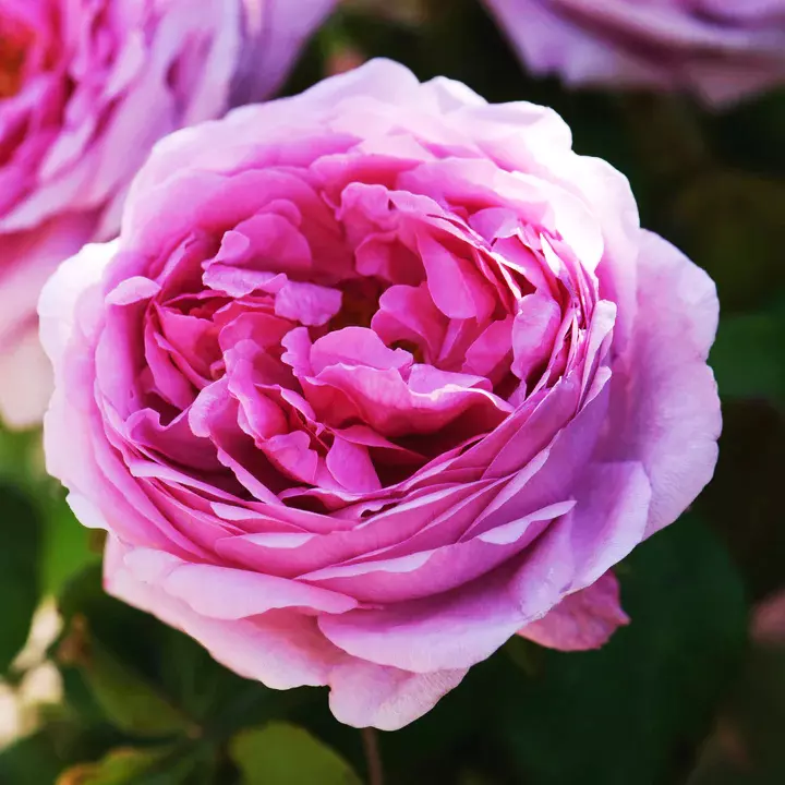 Beautiful Antique Roses Add Charm to Your Garden