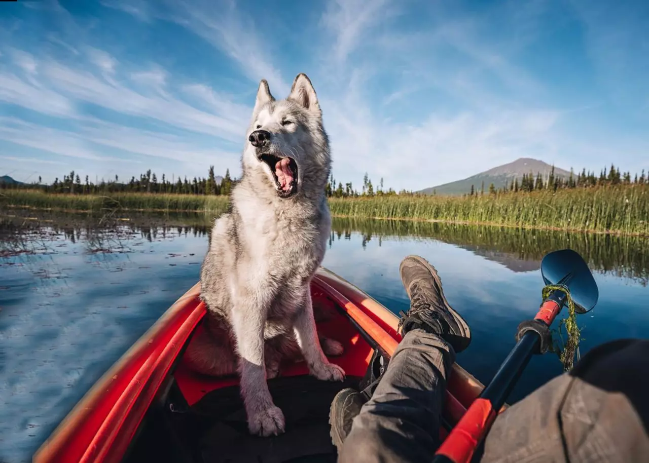 Loki the Adventuring Wolf Pup