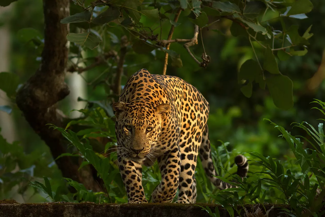 10 Gorgeous Photos of Indian Wildlife
