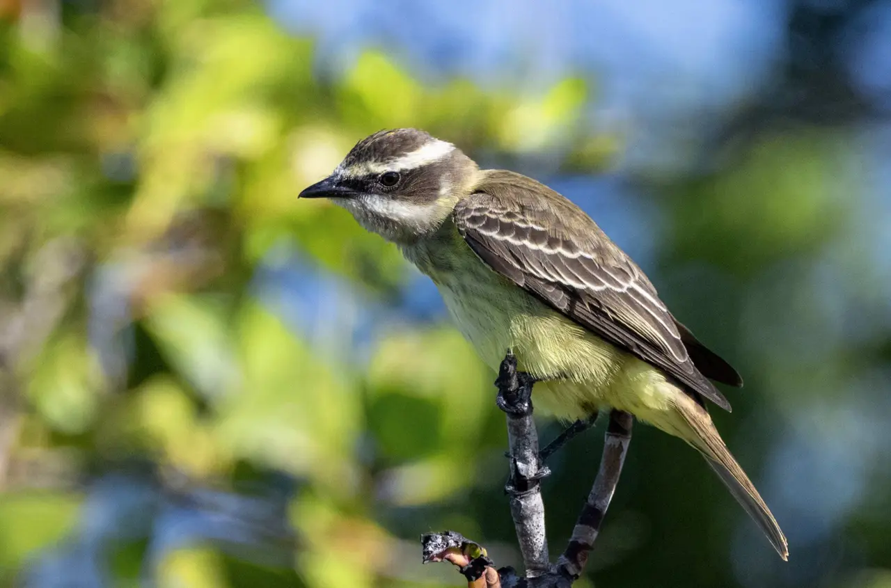 Tropical bird never before seen in Colorado spotted on Eastern Plains