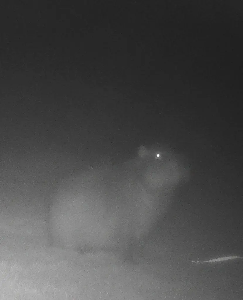 Capybara caught on camera 7 months after zoo escape