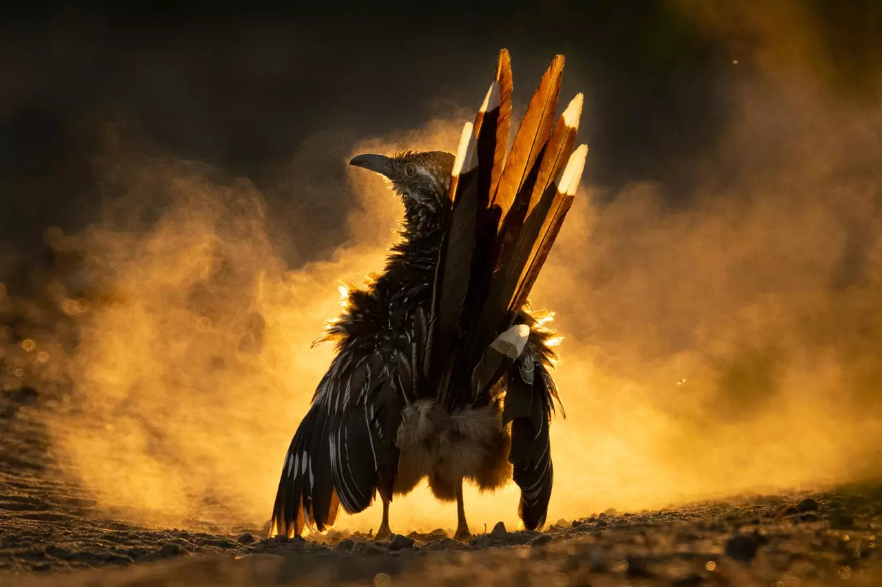Top Photos from the Audobon Photography Awards