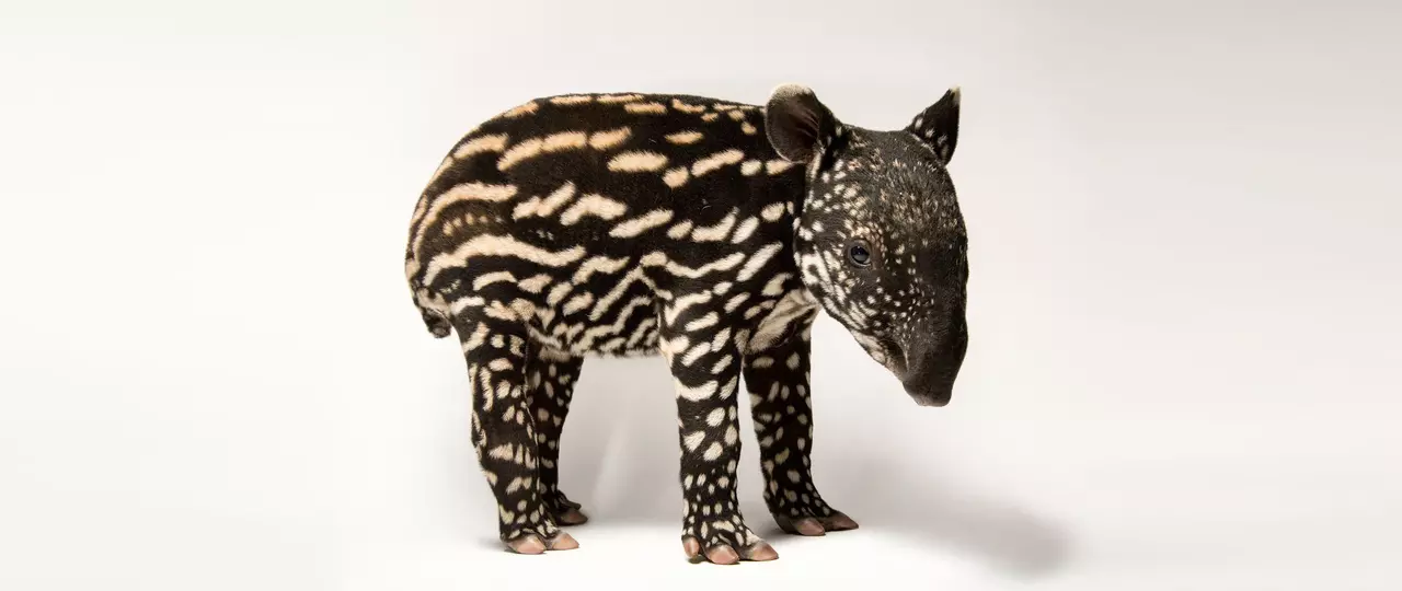 12 Funky but Cute Photos of Wildlife