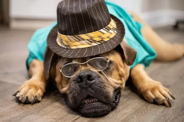 Older Shelter Dogs Pose for the Camera as Senior Citizens