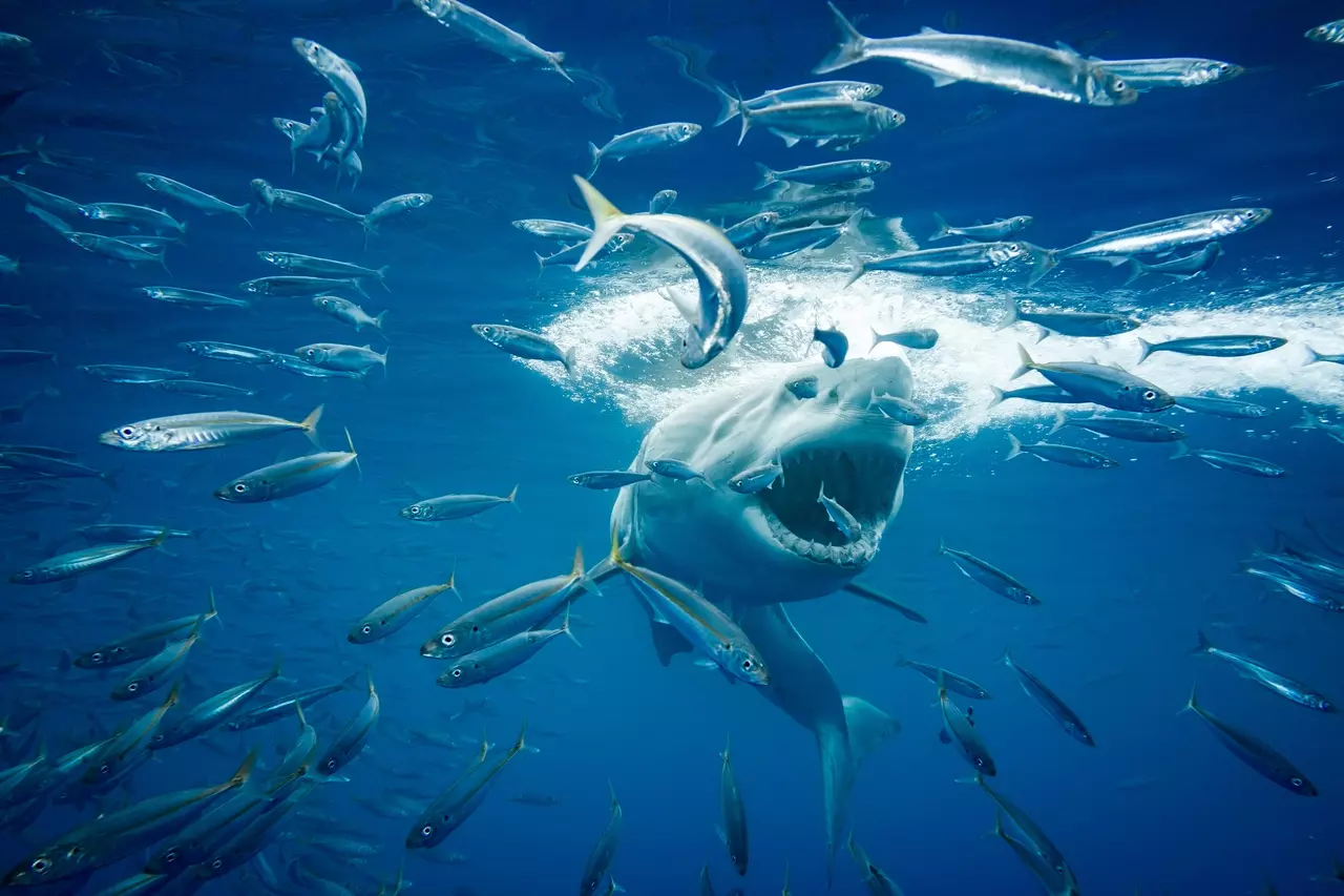 Award-Winning Wildlife and Landscape Photos