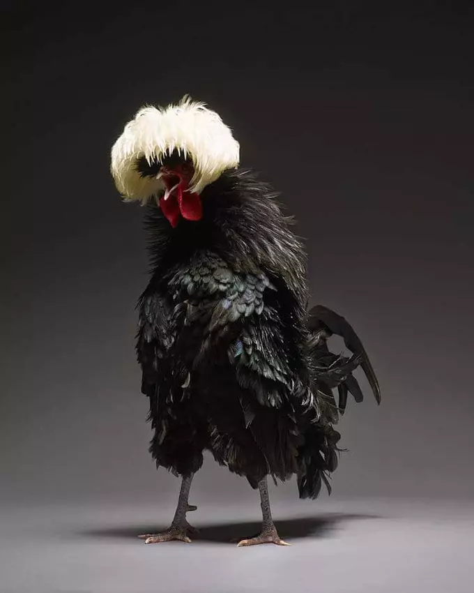 21 Photos of the Most Beautiful Chickens Ever