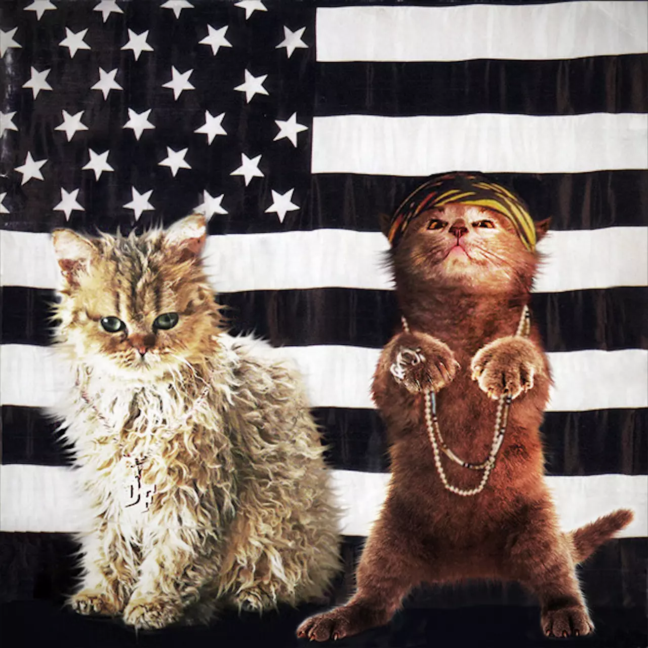 Kittens Grace the Covers of Classic Albums