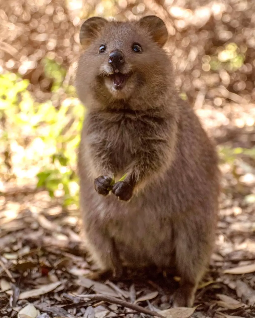 Is this the World's Happiest Animal?