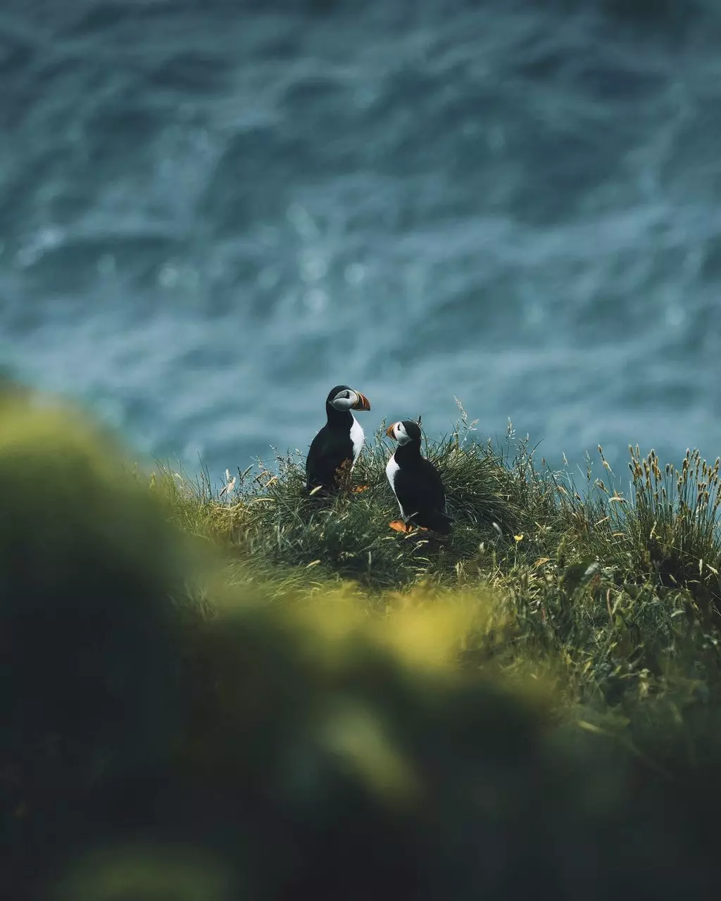 When Wild Animals Pose for Portraits
