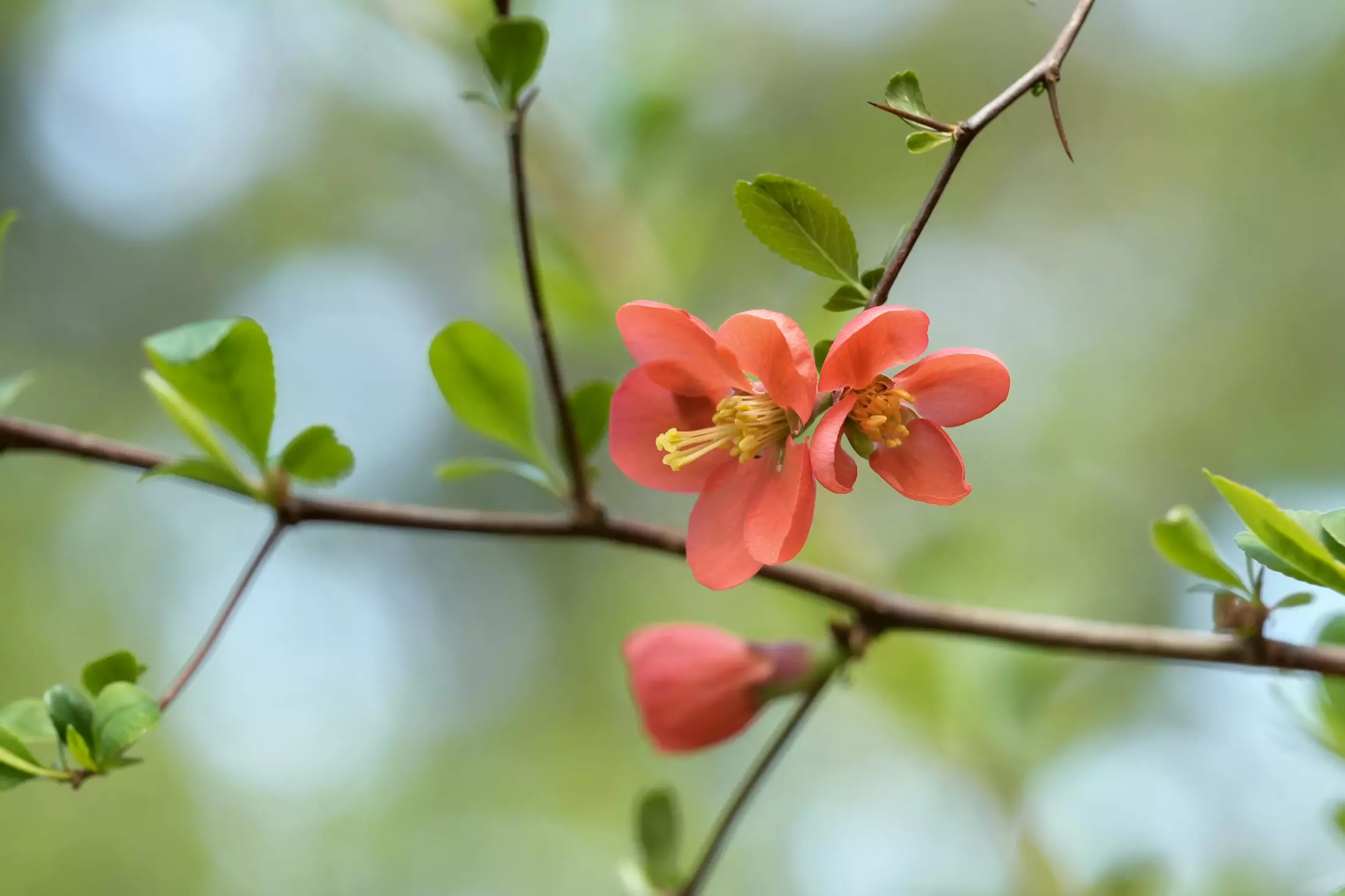 Shrubs You Should Never Prune in Spring