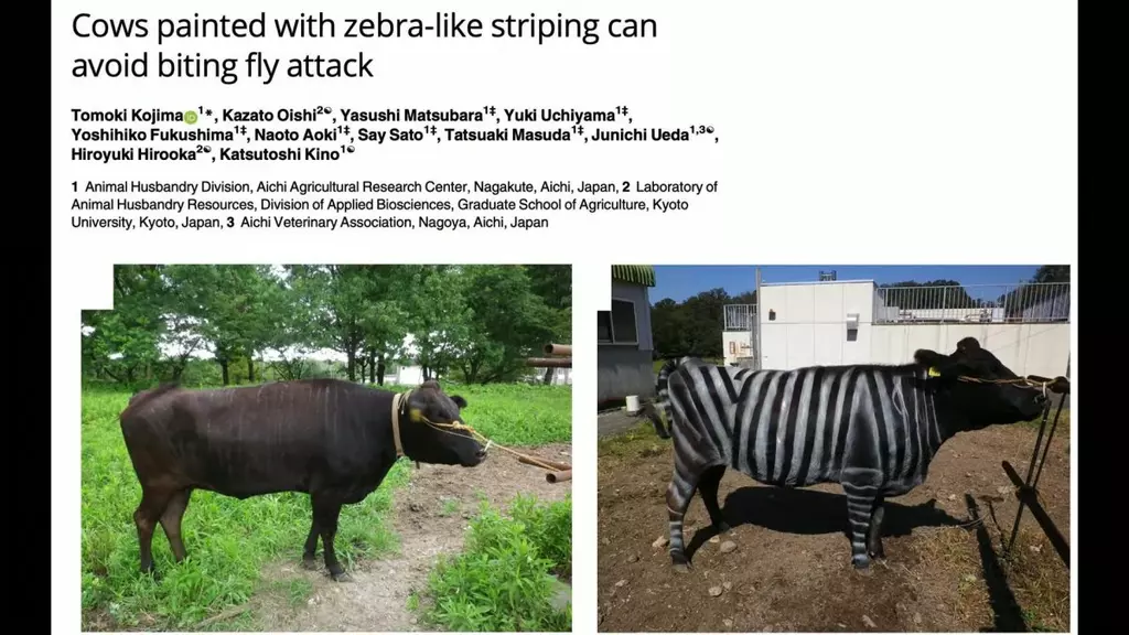 Ig Nobel Prizes awarded for painted zebra cows, pizza-eating lizards