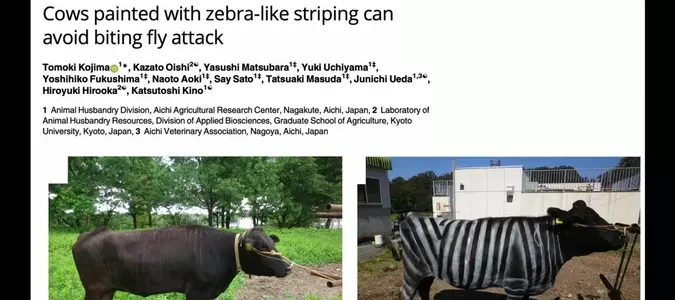 Ig Nobel Prizes awarded for painted zebra cows, pizza-eating lizards