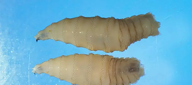 California issues advisory on a parasitic fly whose maggots can infest living humans