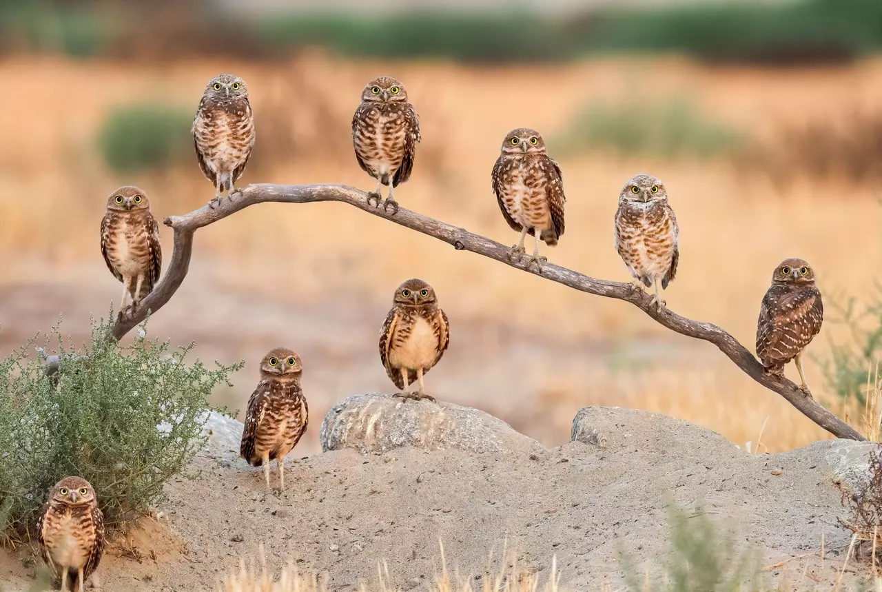 The Public's Favorite Wildlife Photos